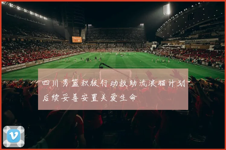 四川男篮积极行动救助流浪猫计划后续妥善安置关爱生命